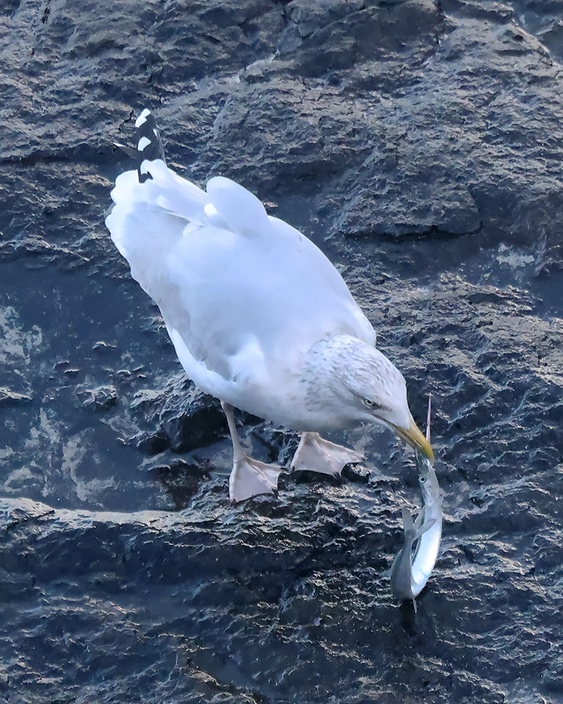 Herring gull eating garfish
